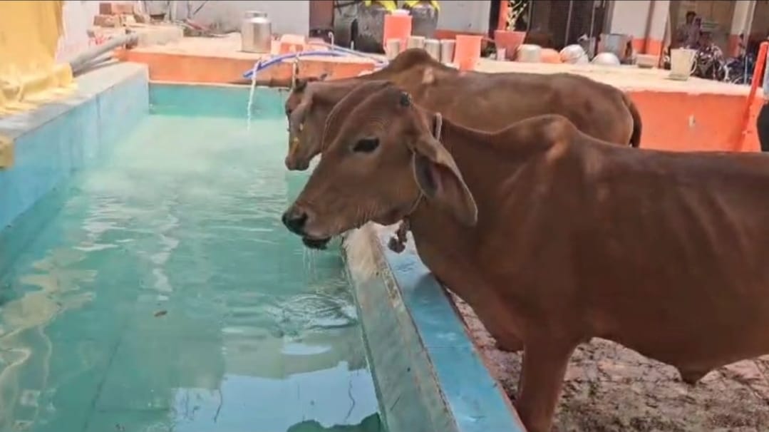 Excellent arrangements to protect cows from scorching heat in the Gaushala