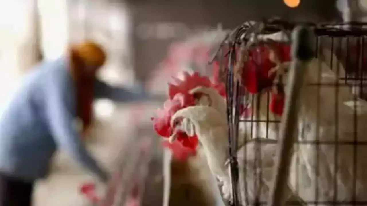 The threat of bird flu is increasing in these 9 states