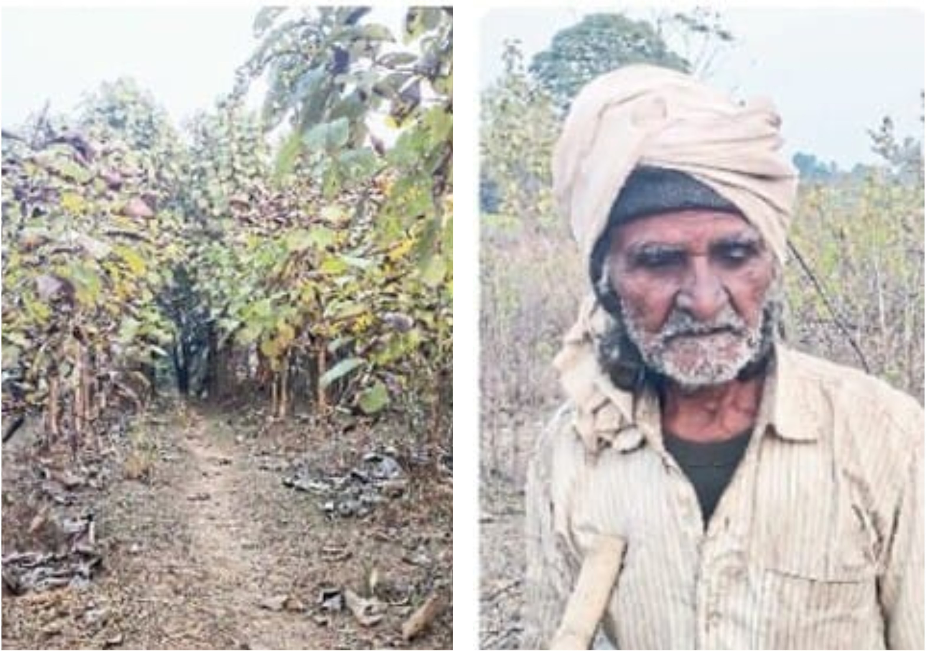 Such is the passion: Living away from family, nurturing trees like children for seven years