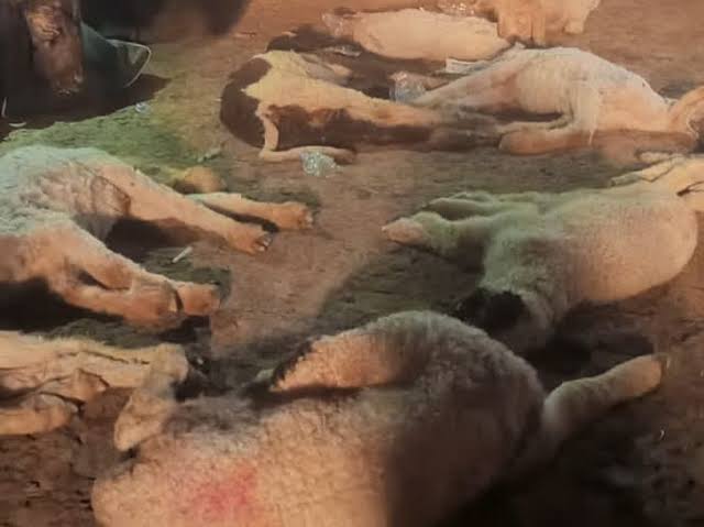 A shepherd's 15 sheep died after drinking poisonous water, while four were in critical condition.