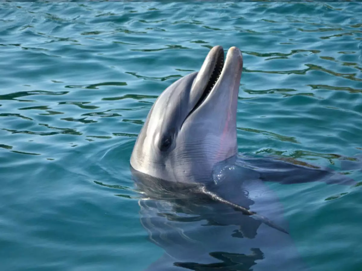 More than 6300 dolphins in the country