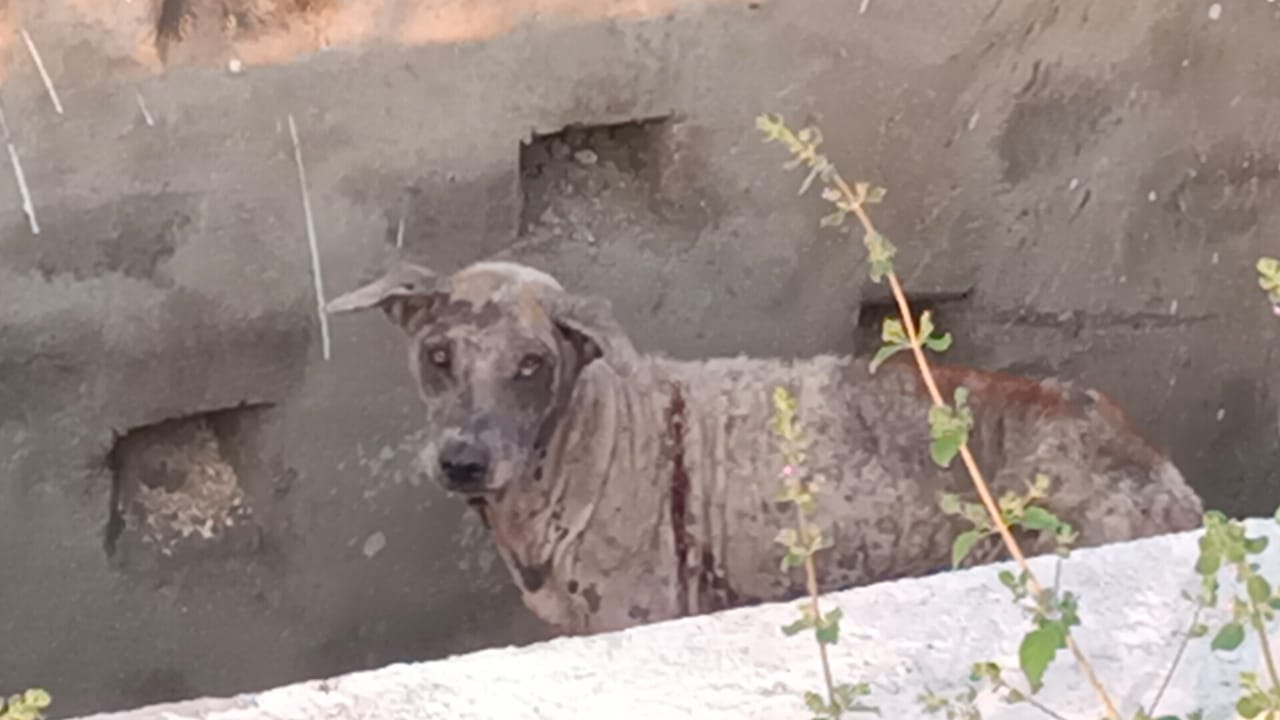 Pity on the condition of the dog