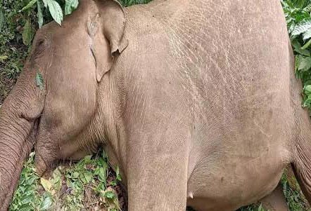 Death of an elephant in Badkala range of Shivalik