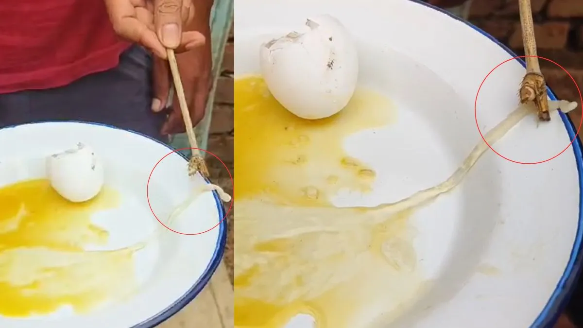 A baby snake came out of a hen's egg