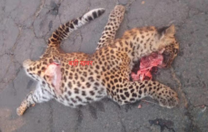 Madhya Pradesh got the status of Leopard State