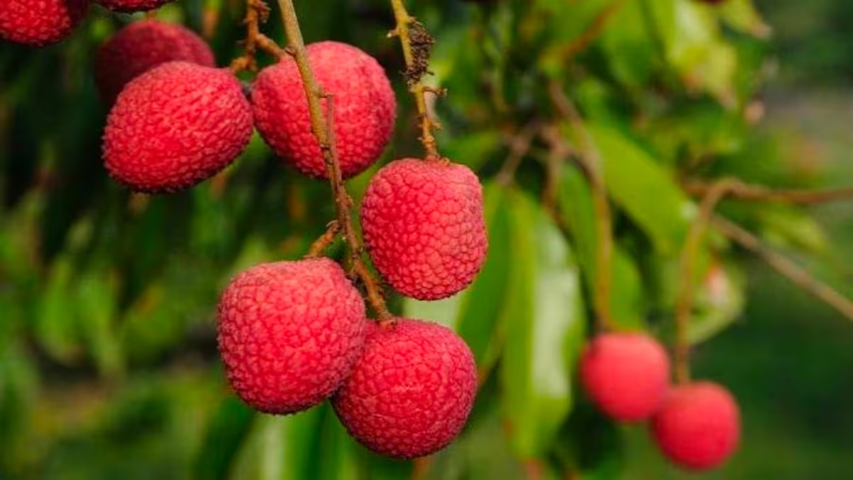 litchi tree 355, sprayed 213