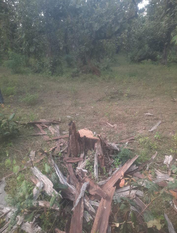 Wood thieves are cutting timber indiscriminately in Damoh