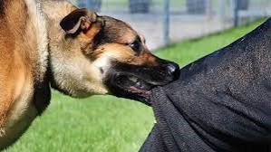 Milkman dies due to dog bite