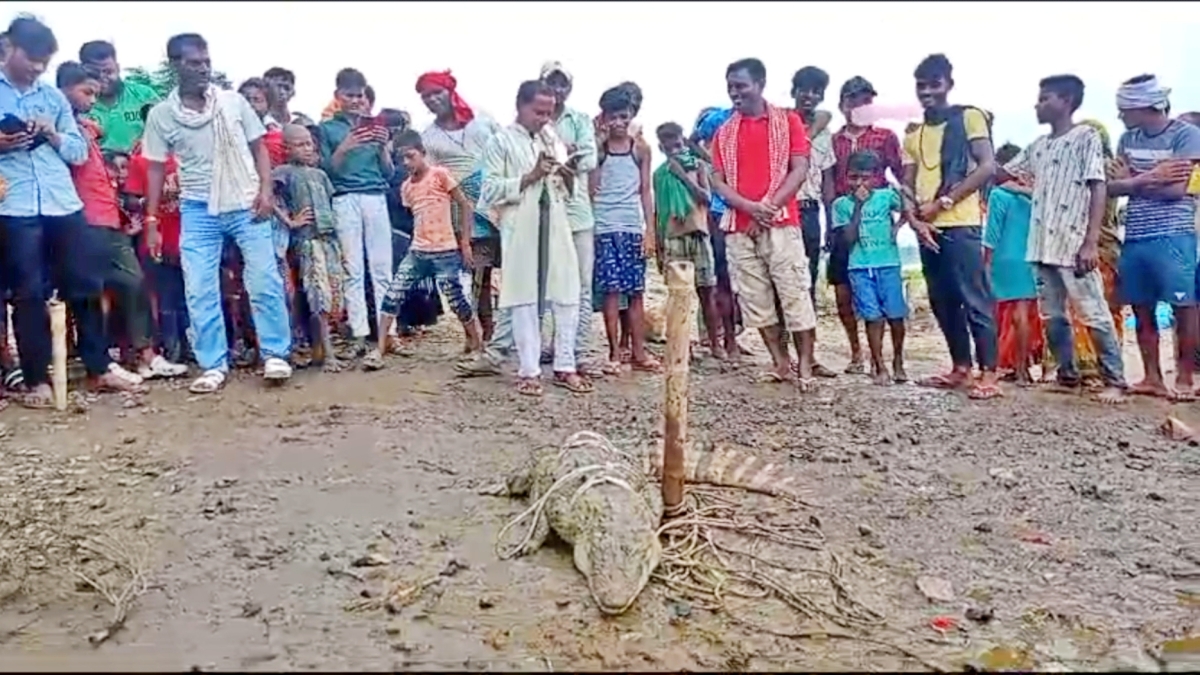 '4 crocodiles seen together in Darbhanga