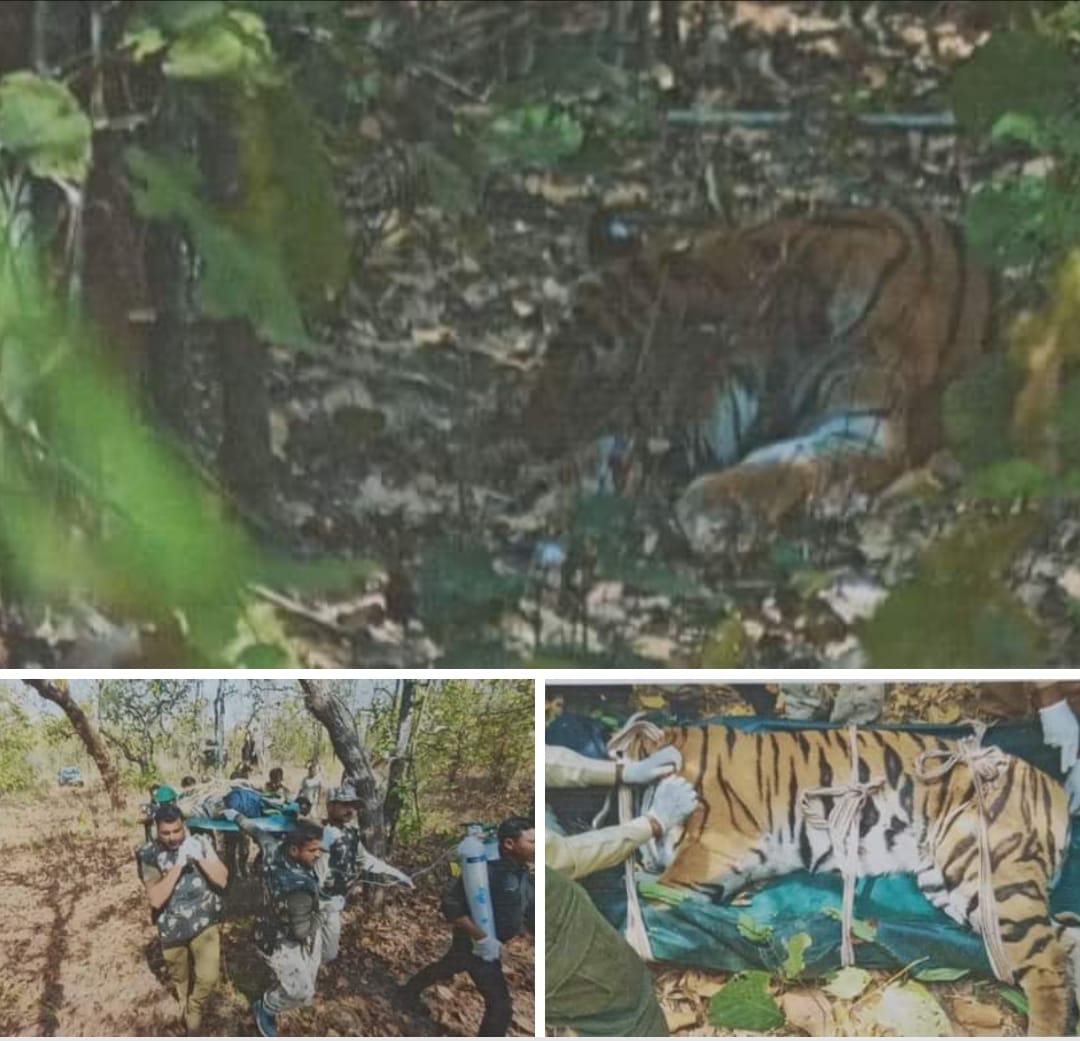 Large number of tigers in Veerangana Durgavati Tiger Reserve