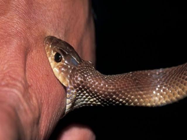 Four people were bitten by snakes in different police station areas, one girl died, three were treated and their lives were saved