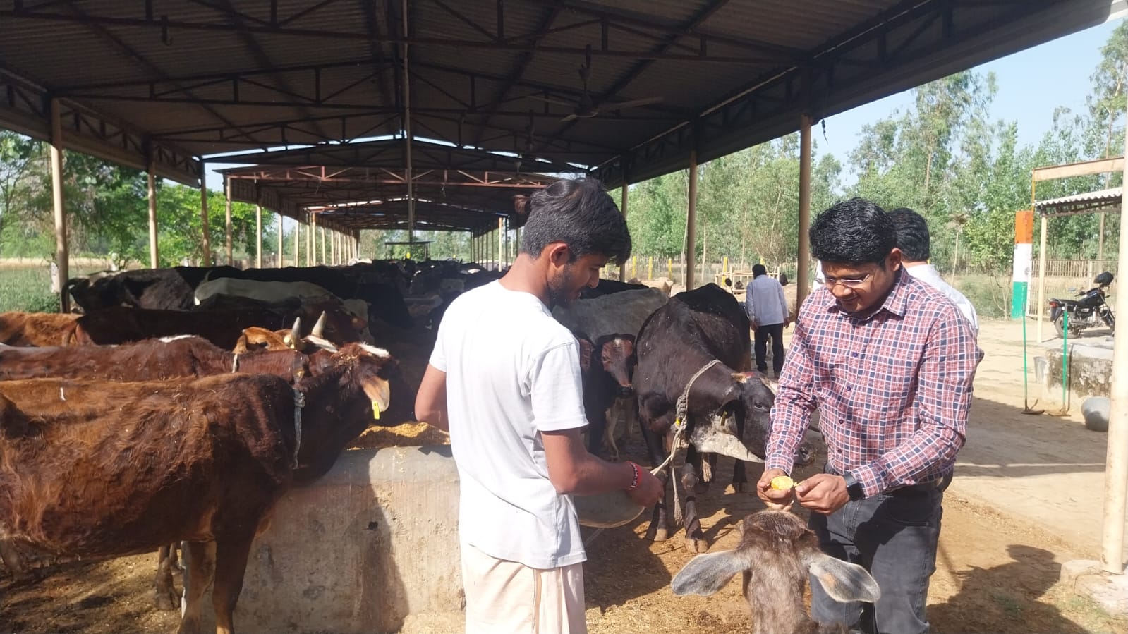 Saharanpur SDM Deoband Ankur Verma did cow service