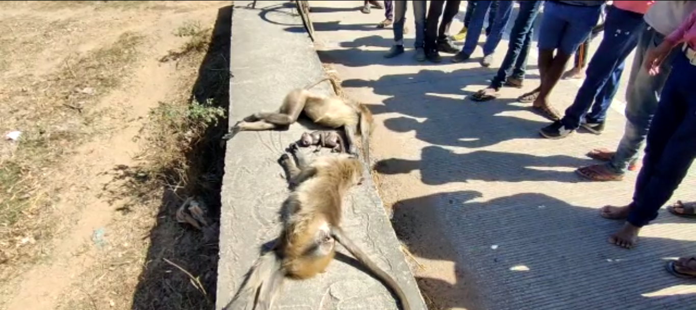 Daily road accidents happening on Shahdol Gumla National Highway