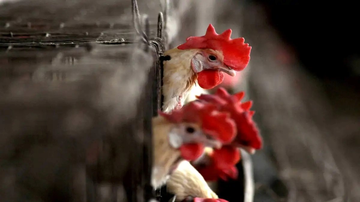 Bird flu attack in Patna