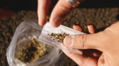 After prohibition, the use of other drugs increased in Bihar