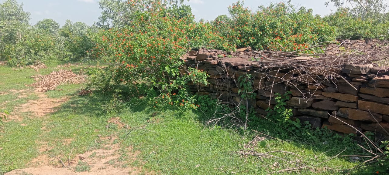 A mysterious case related to Veet of forest guard Devidin Pal Dhesai under Shahnagar forest range