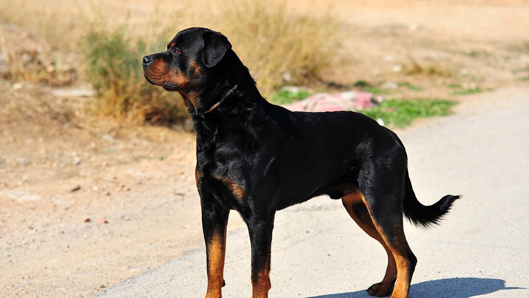 Police arrested a young man and sent him to jail for beating a dog to death in Deoband