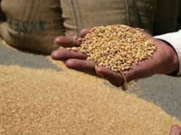 Wheat will be procured at 99 centers in Saharanpur