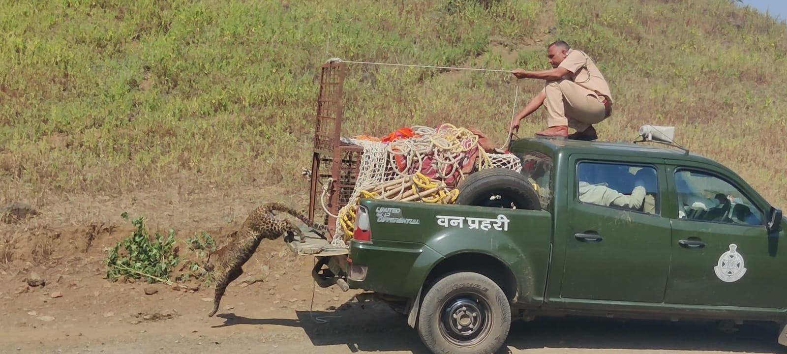 Leopard that fell in the well was rescued