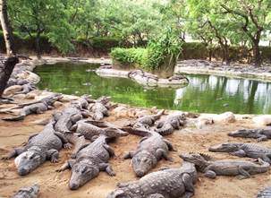 More than half a dozen crocodiles camped in a village in Bihar