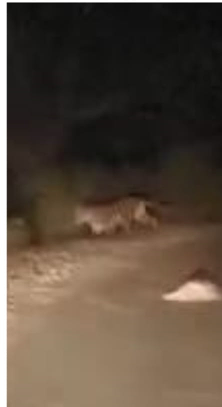 Tiger roaming in forest area