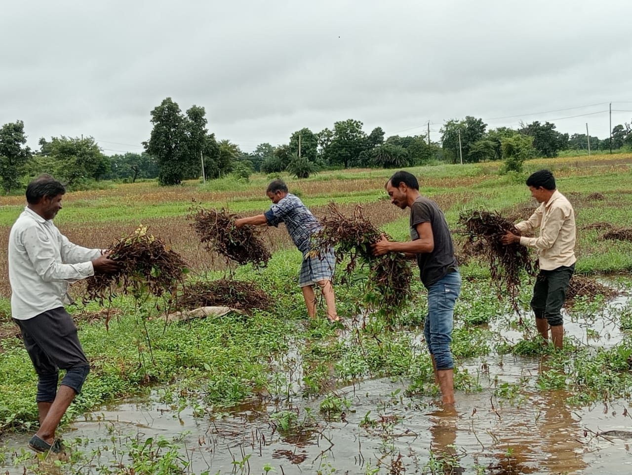 Water accumulated in the fields due to rain