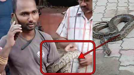 The hunter himself became the prey of the python