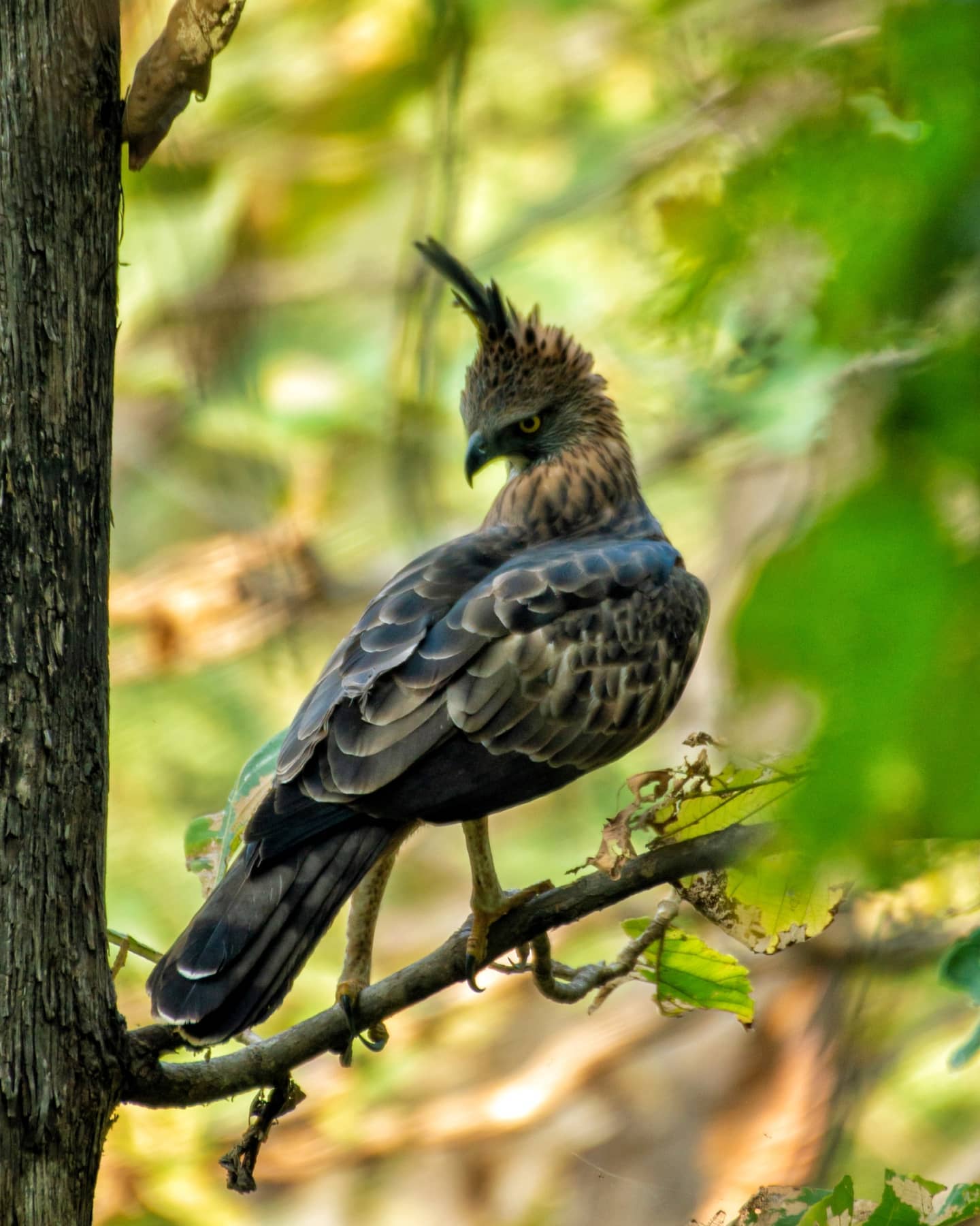 Nauradehi sanctuary came from six states