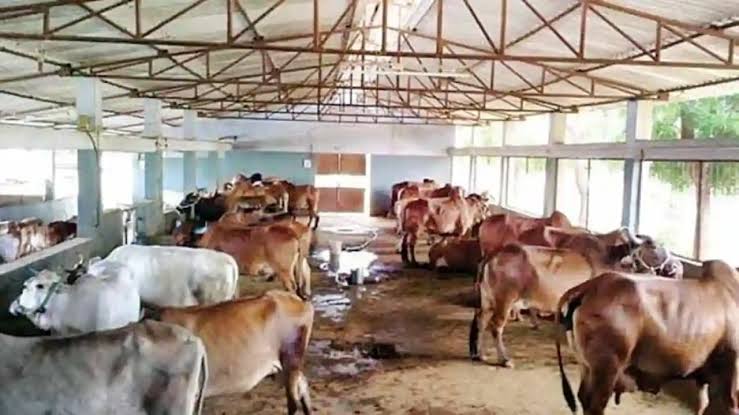 Animal health fair organized in Rupadi Gurjar, Saharanpur