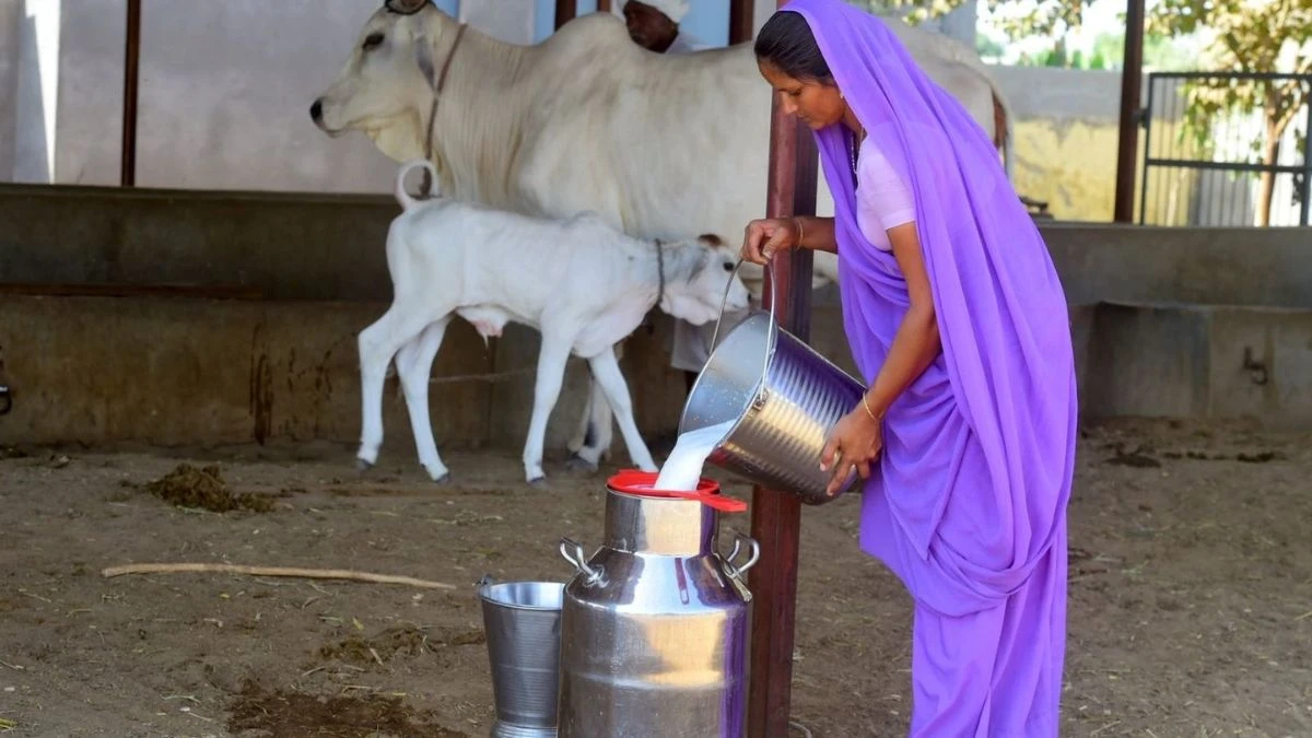5 dairy plants will be set up in these five districts of Bihar