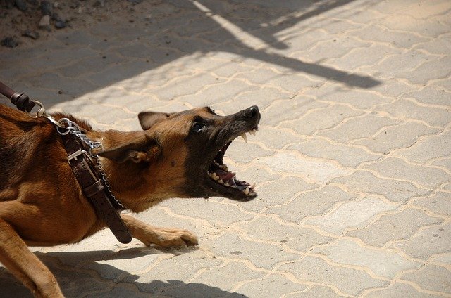 Incidents of dog bites are increasing