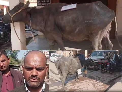 Buffalo sitting on dharna, people started playing flute