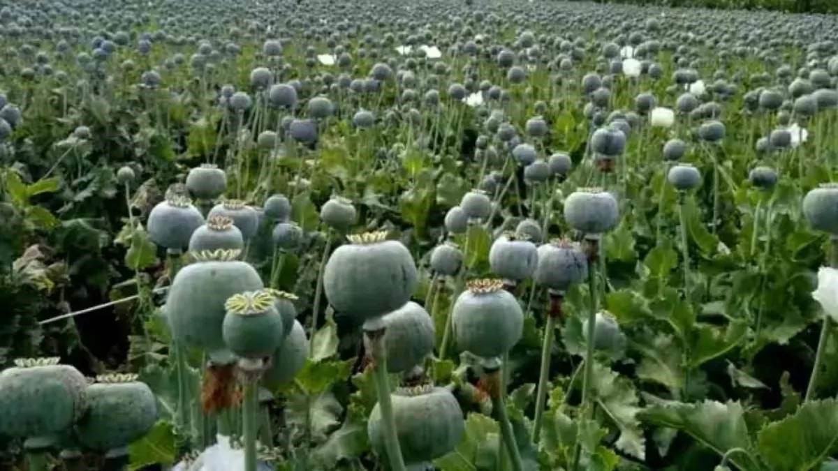 Big action on opium cultivation in Bihar, 800 acres of crop destroyed