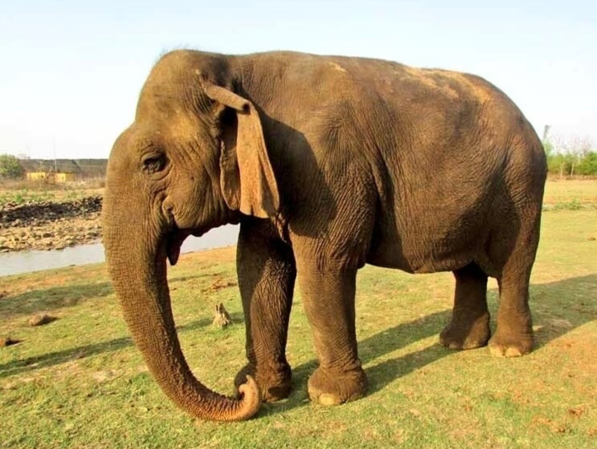 Death of Asia's oldest elephant Vatsala
