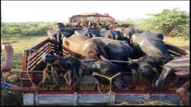 Illegal animal smuggling continues despite administration's strictness