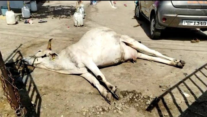 Cow got hit by open DP, died due to electric shock
