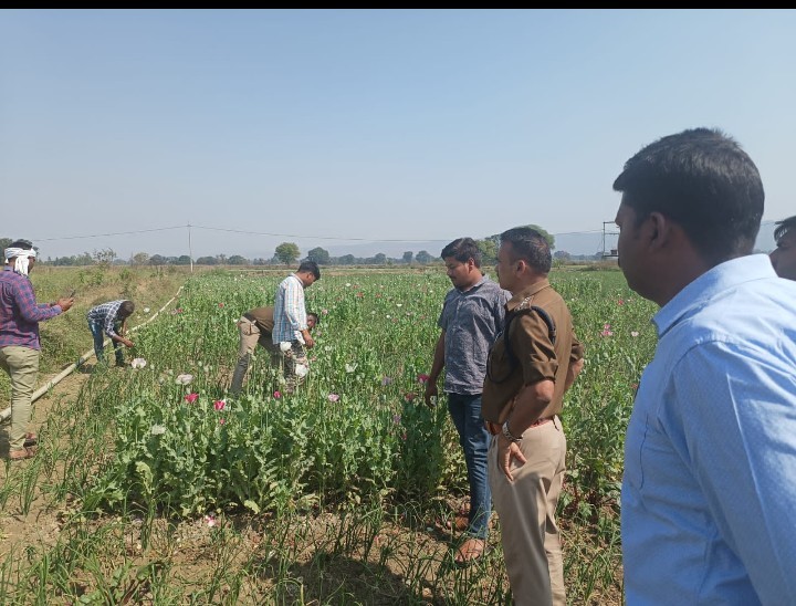 Big bust of illegal drug crop